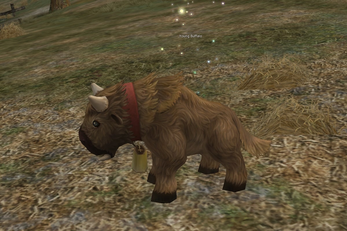 Young Buffalo mw